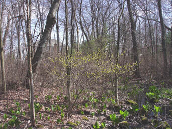 Plant form:  Lindera benzoin.
By Donald Cameron. Copyright © 2024 Donald Cameron.
https: //gobotany.nativeplanttrust.org/species/lindera/benzoin/