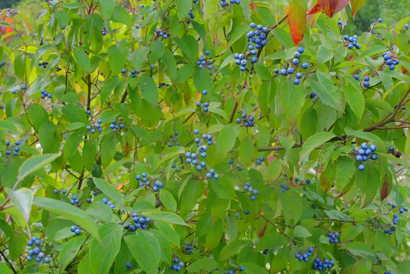 Silky dogwood fruits by Dan Mullen Flickr CC by NC ND 2.0