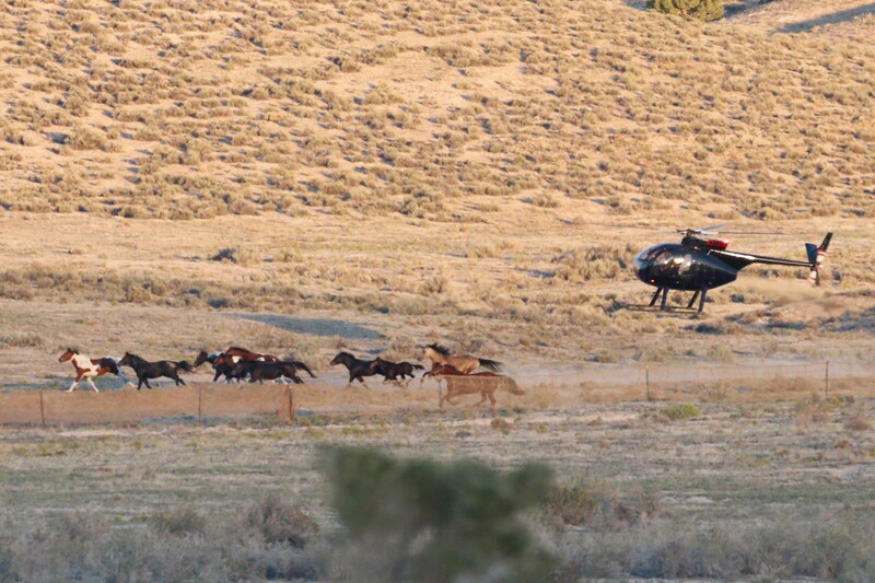 Cedar Mountain HMA roundup in Sept 2022