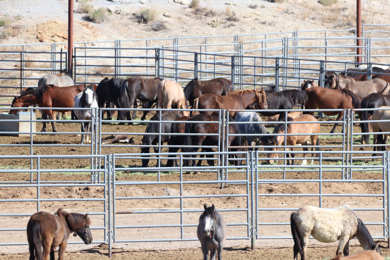 Rock Springs, WY Holding Pen