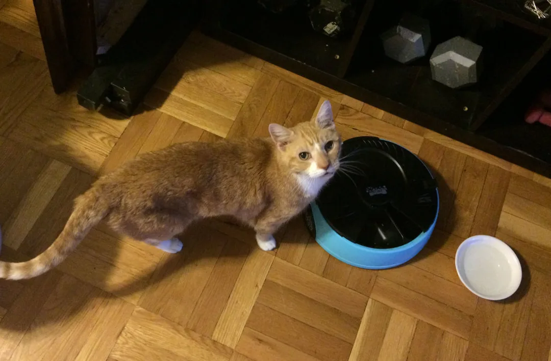 Our cat