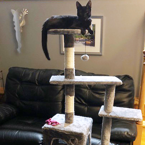 Adoption #6: Archie