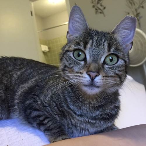 Adoption #136: Willow