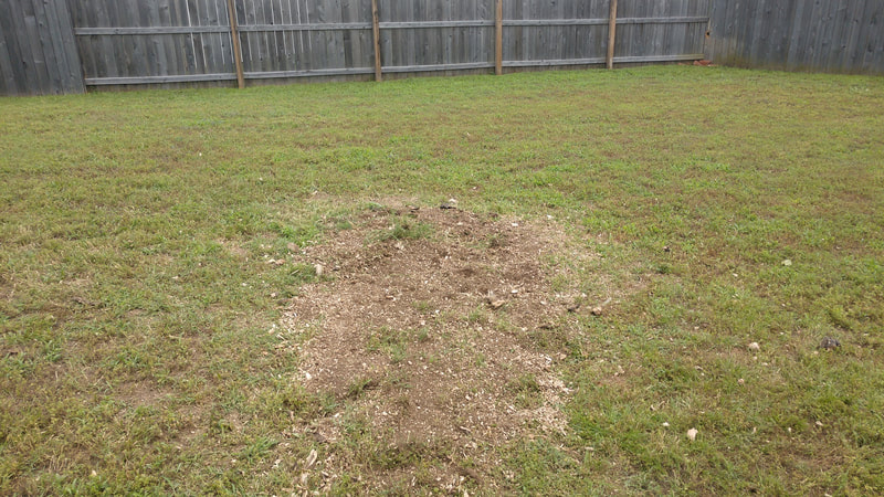 Woodchips left from a tree stump