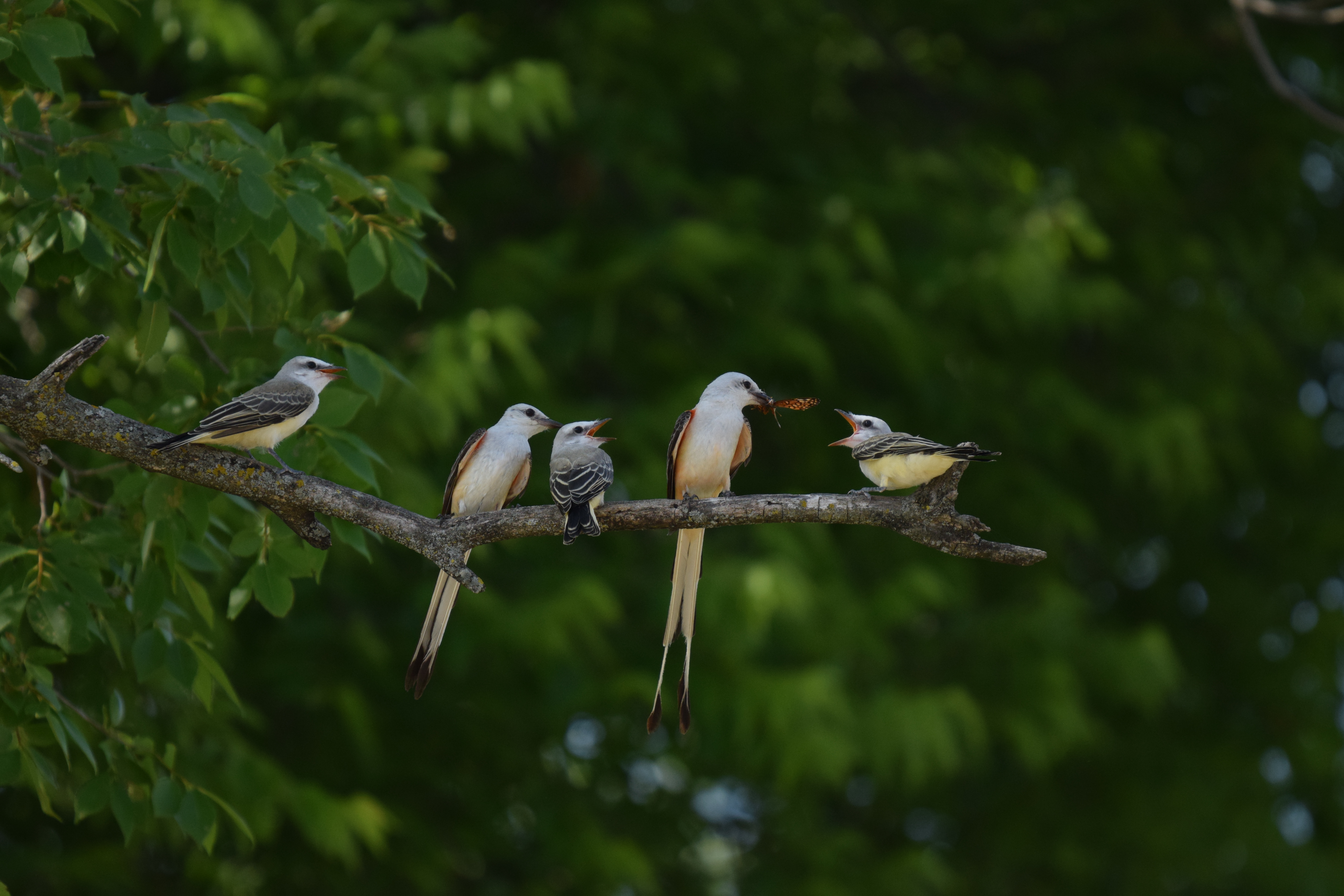Scissor-tailed Flycatcher: Tyrannus forficatus