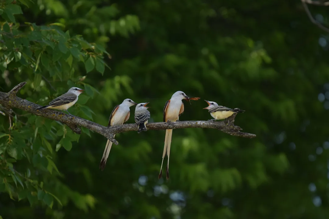 Scissor-tailed Flycatcher: Tyrannus forficatus