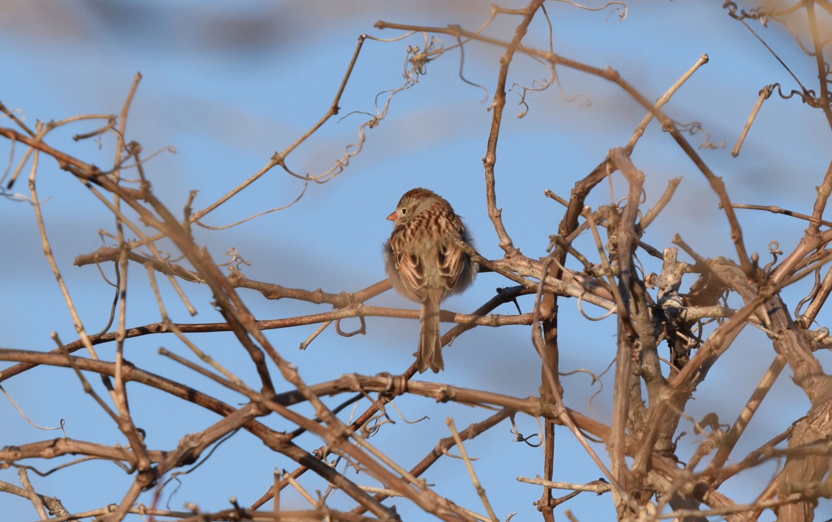 Field Sparrow: Spizella pusilla