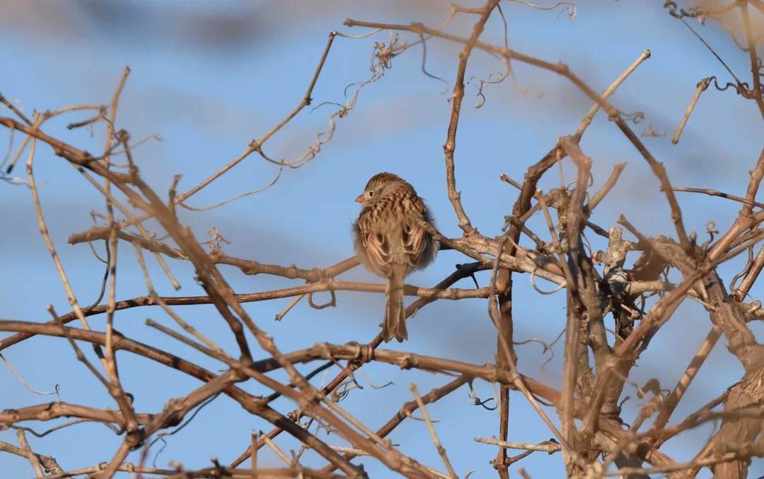 Field Sparrow: Spizella pusilla