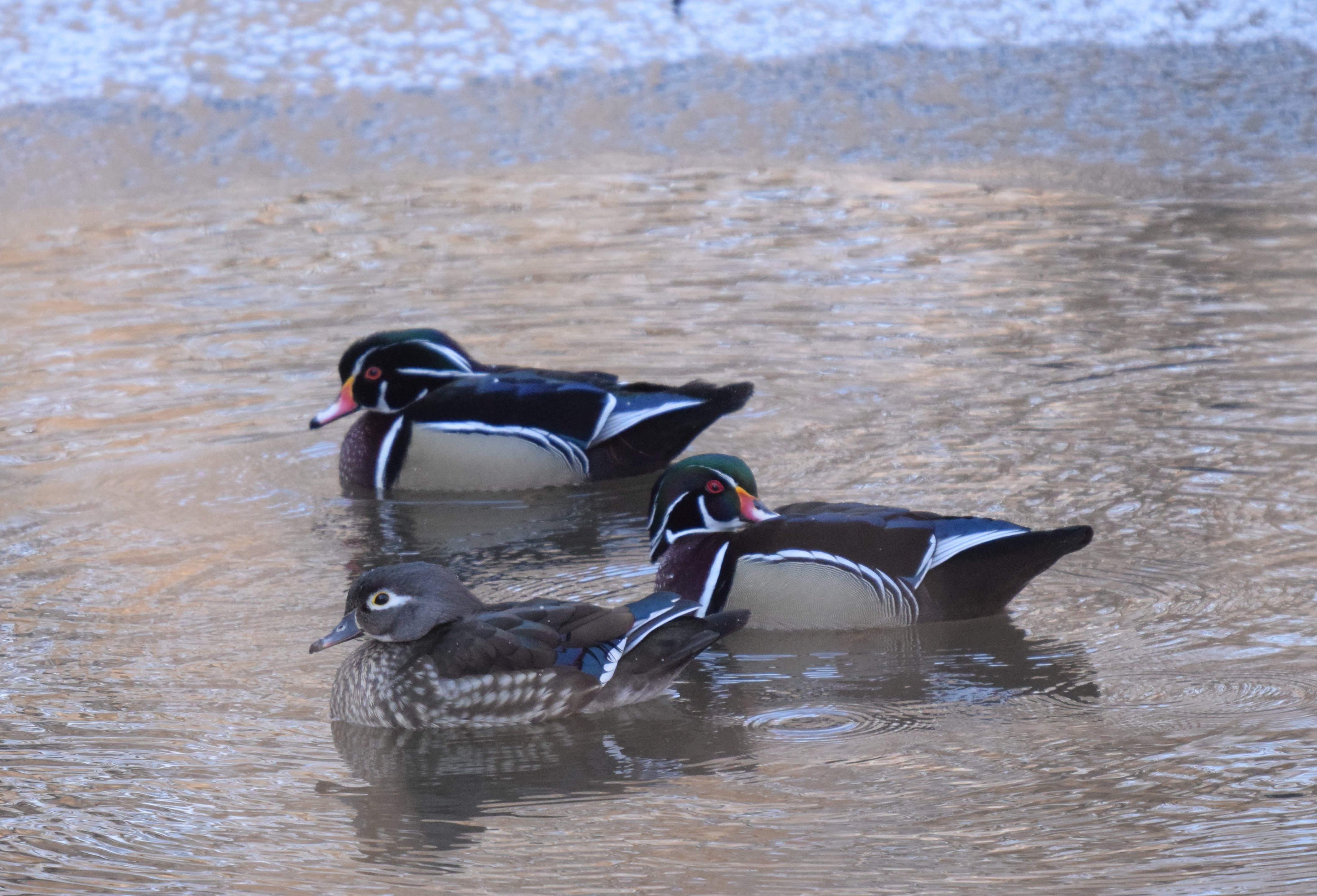Wood Ducks: Aix sponsa
