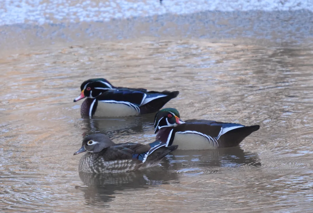Wood Ducks: Aix sponsa