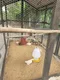 carousel chooser