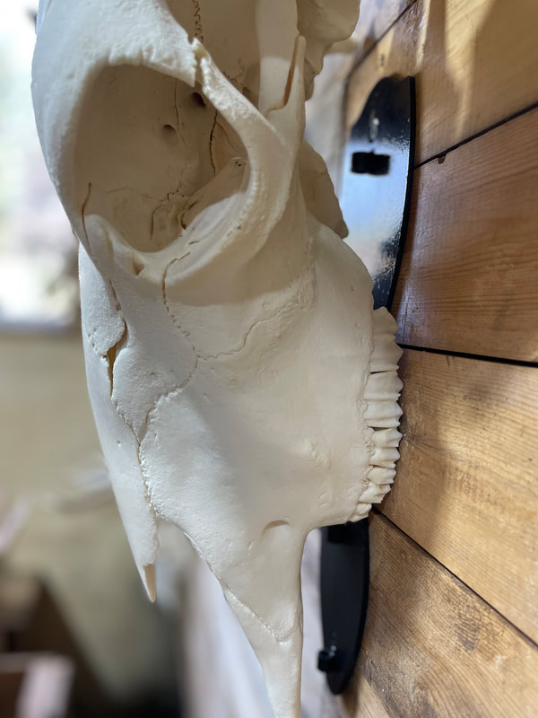 Yak skull