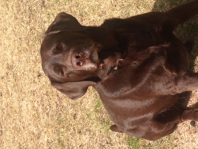 Merle