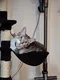 carousel chooser