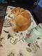 carousel chooser