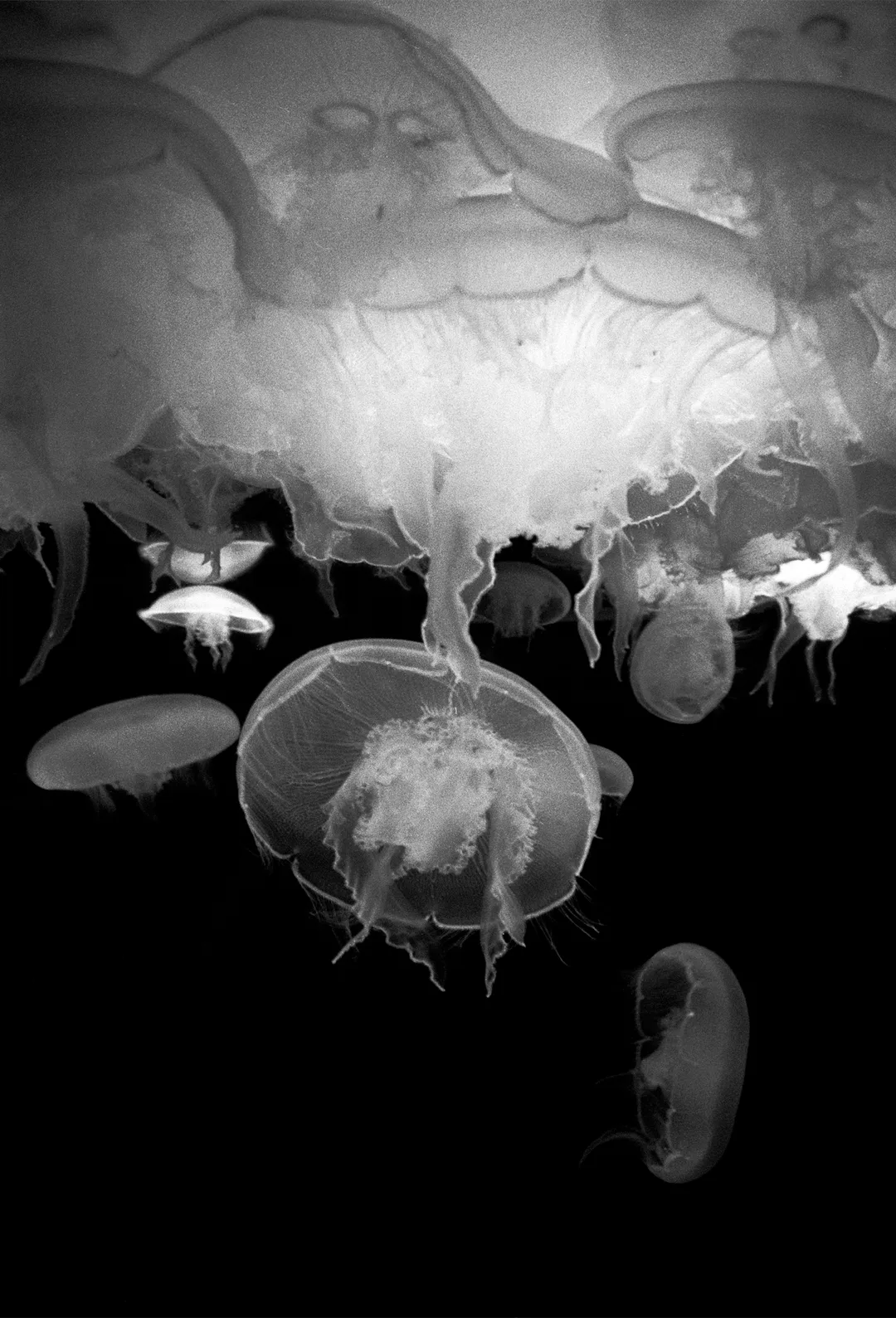 Image description