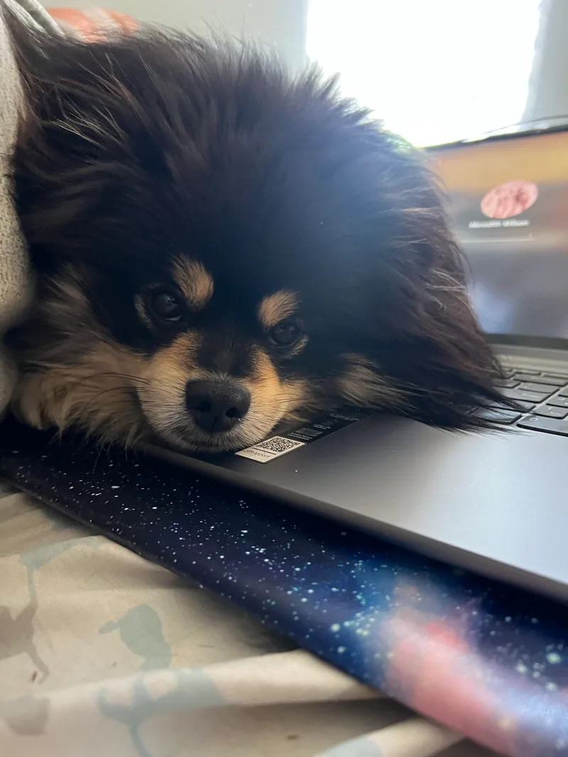 Hamilton the pom with his snoot resting on the compute