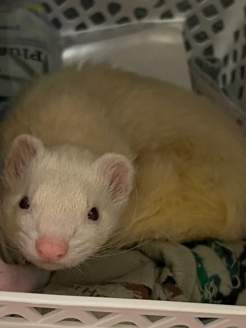 a white ferret named Dimitri
