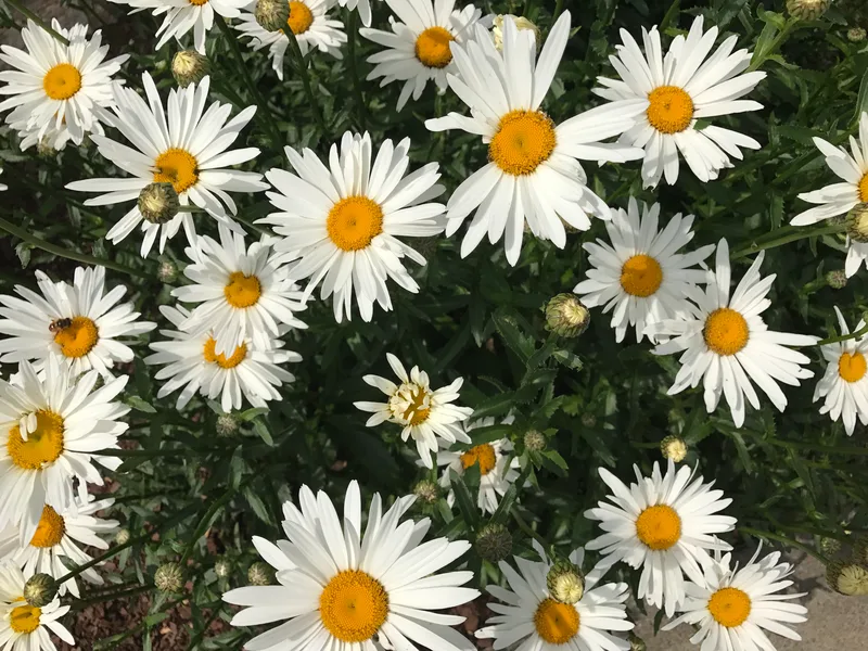 white petaled daisies