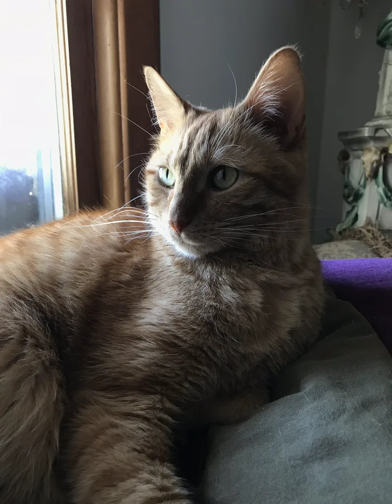 Ginger cat named Spicy