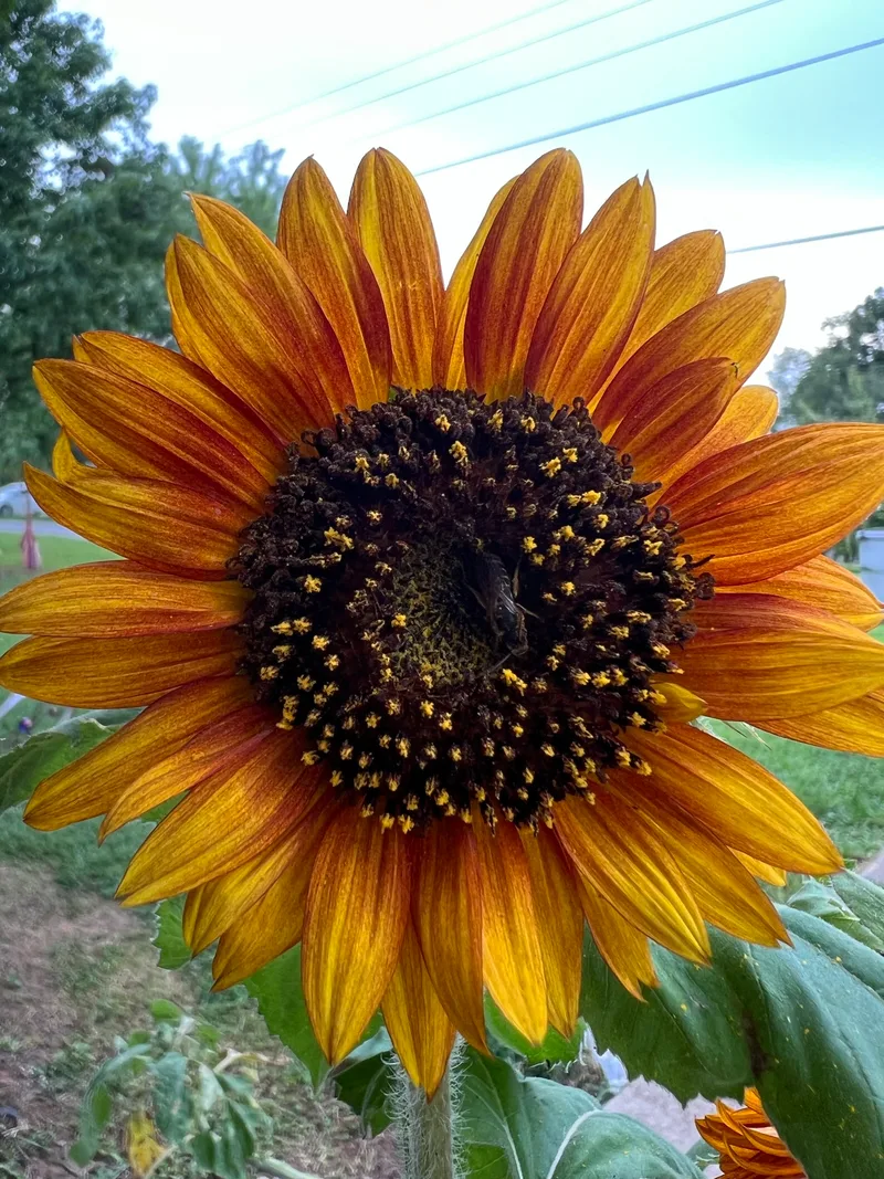 Sunflower with orange petals