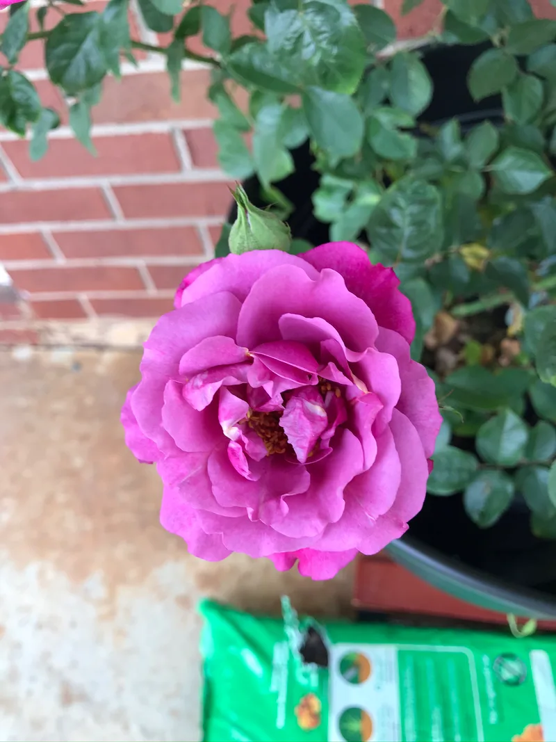 Beautiful pink rose