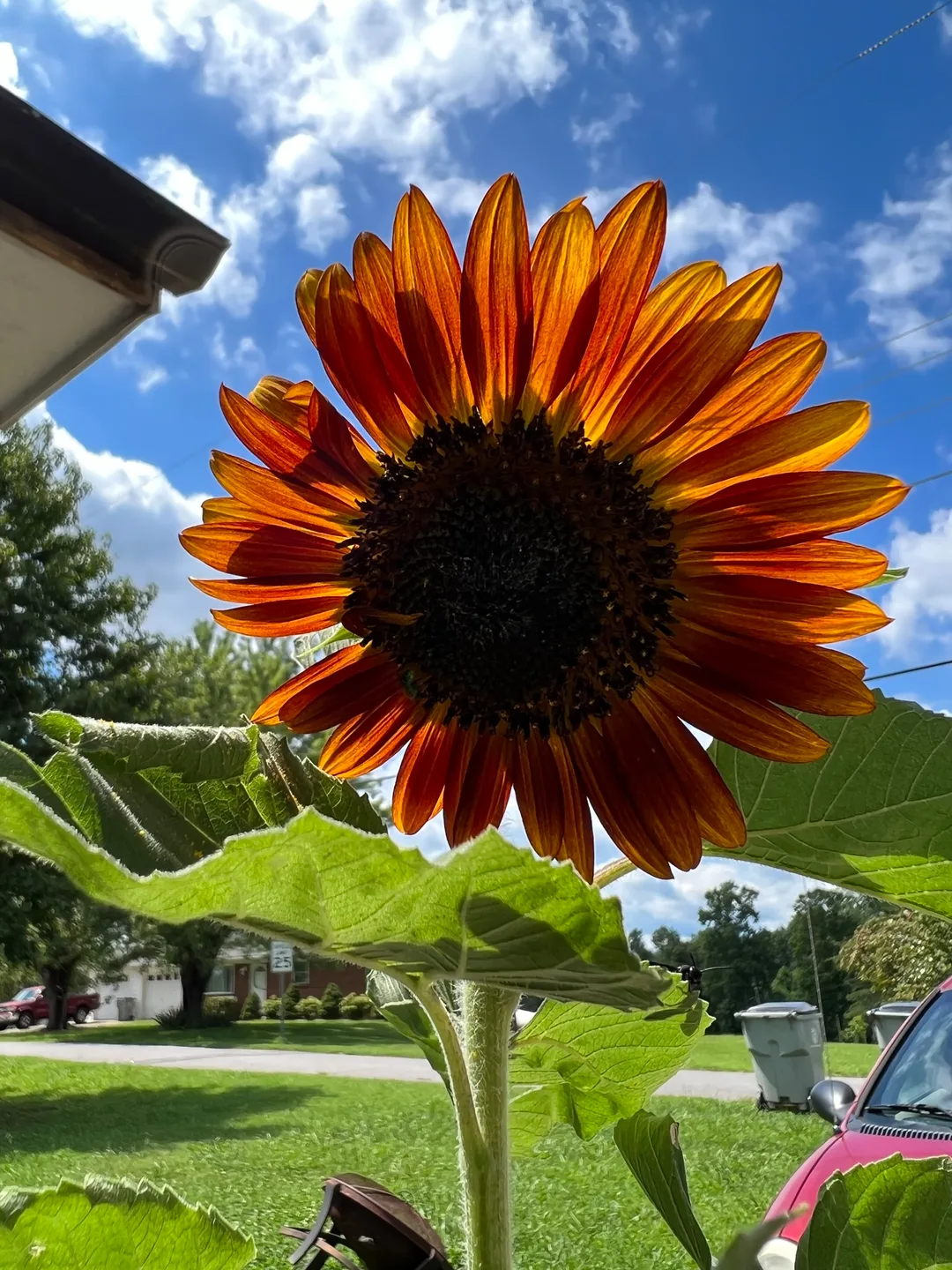 Orange sunflower with the sky lit behind it