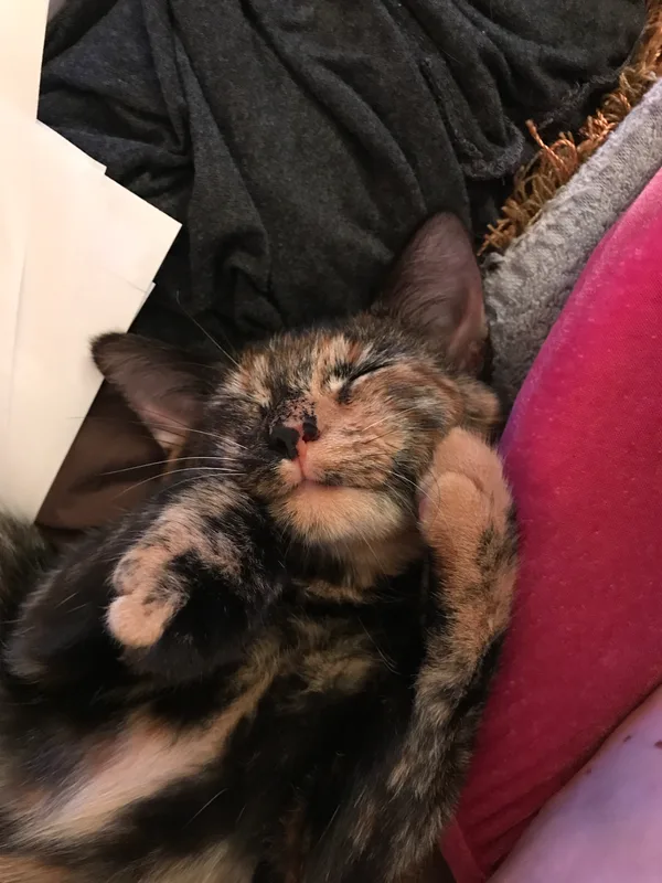 Saoirse, a torti colored cat, with her paws on her face as she naps