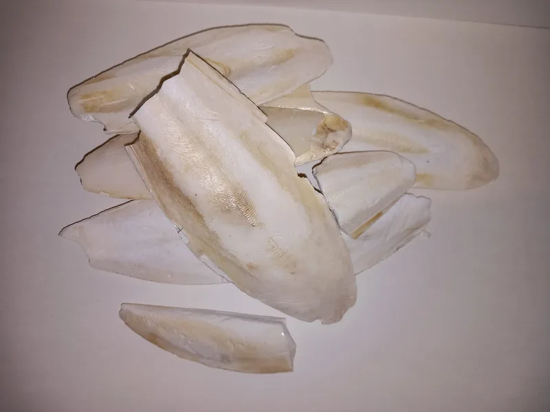 Cuttlefish bones