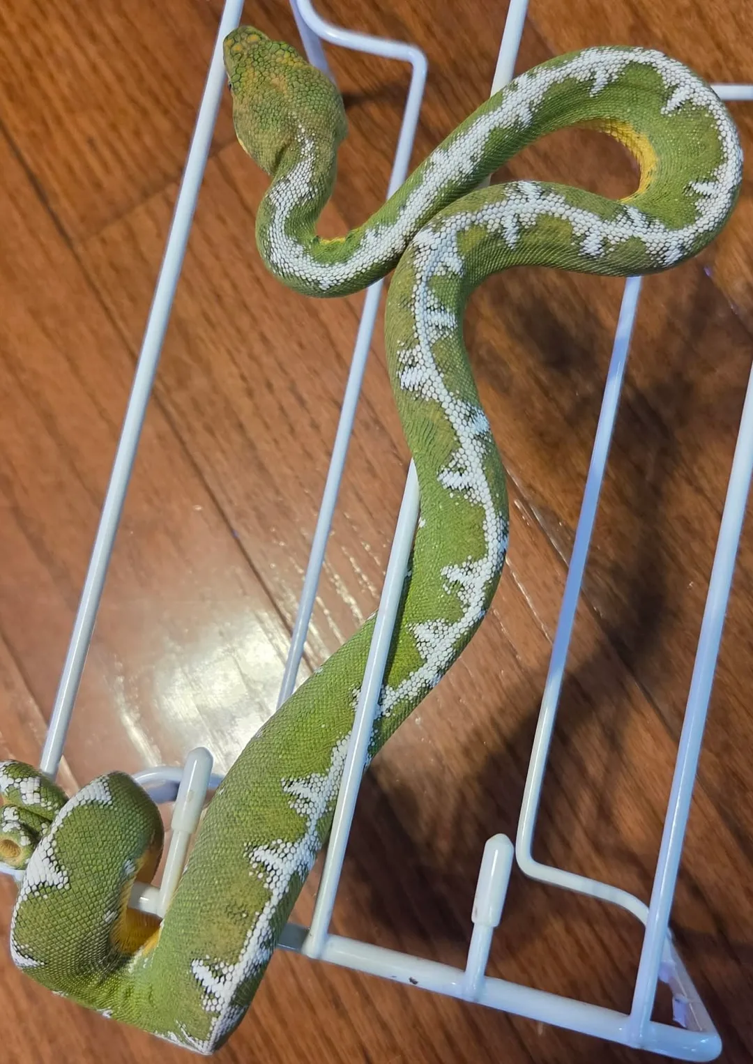 Amazon Basin emerald tree boa (Corallus batesii) CD120425-3 from Bruno x Lucy pairing