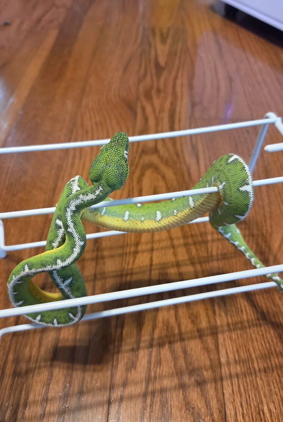 Amazon Basin emerald tree boa (Corallus batesii) CD072225-6 from Bruno x Luna pairing