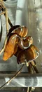 carousel chooser