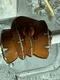 carousel chooser