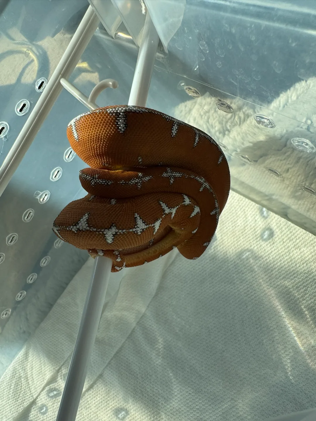 Amazon Basin emerald tree boa (Corallus batesii) CD072225-3 from Bruno x Luna pairing