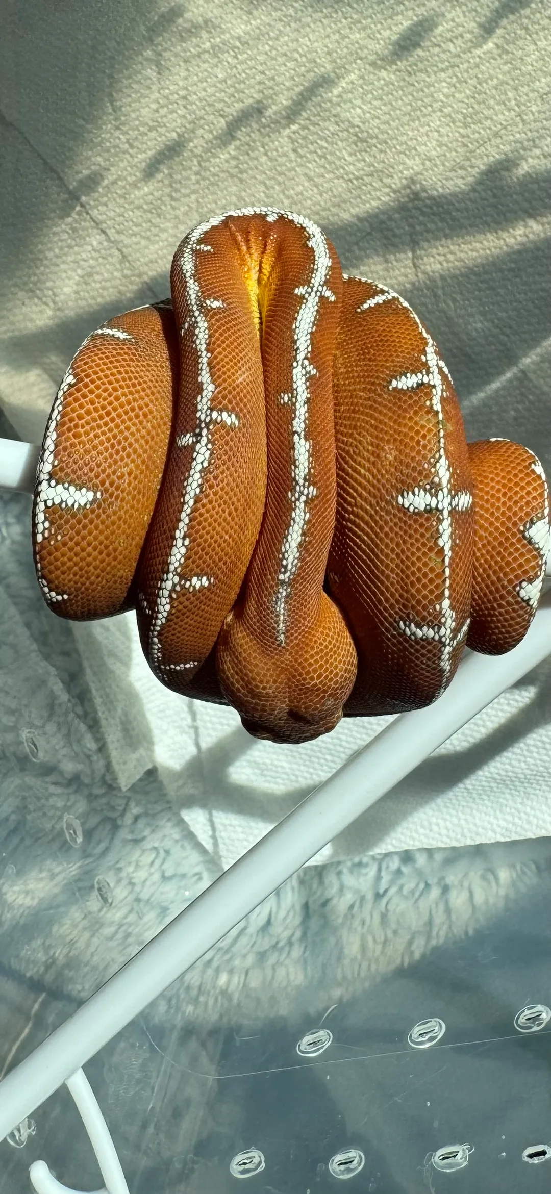 Amazon Basin emerald tree boa (Corallus batesii) CD072225-5 from Bruno x Luna pairing