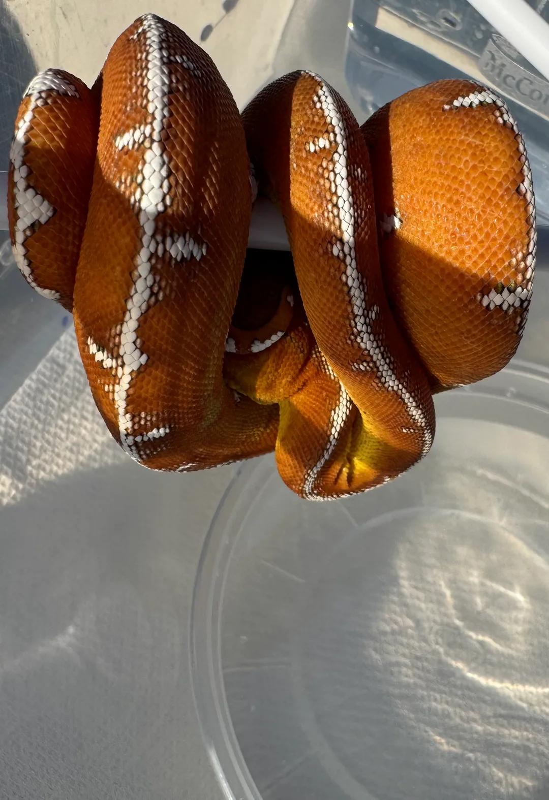 Amazon Basin emerald tree boa (Corallus batesii) CD072225-2 from Bruno x Luna pairing