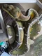 carousel chooser