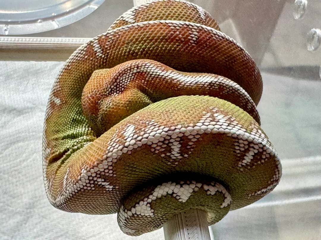 Amazon Basin emerald tree boa (Corallus batesii) CD072225-2 from Bruno x Luna pairing