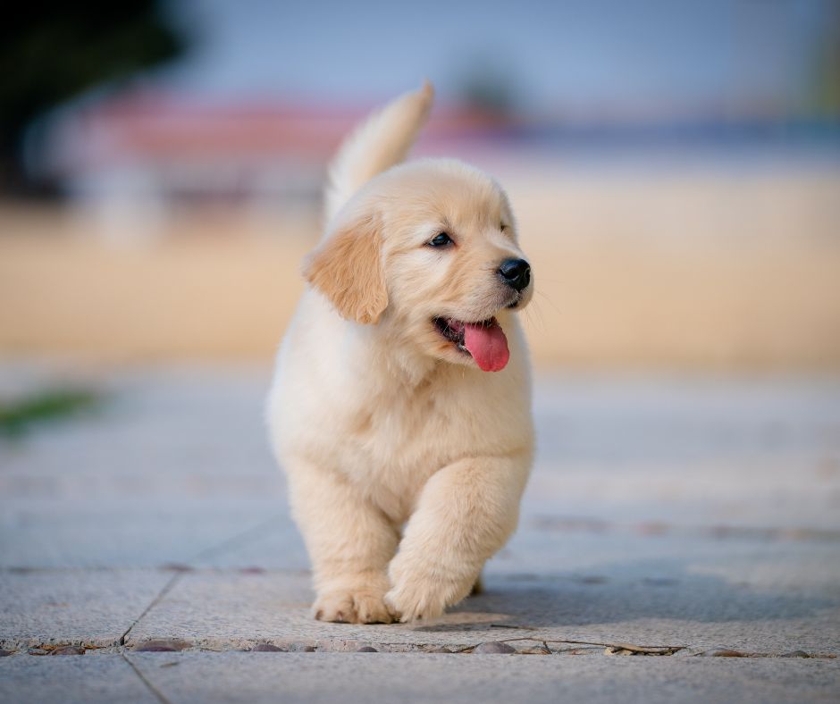 If You Call a Tail a Leg, How Many Legs Does a Dog Have?