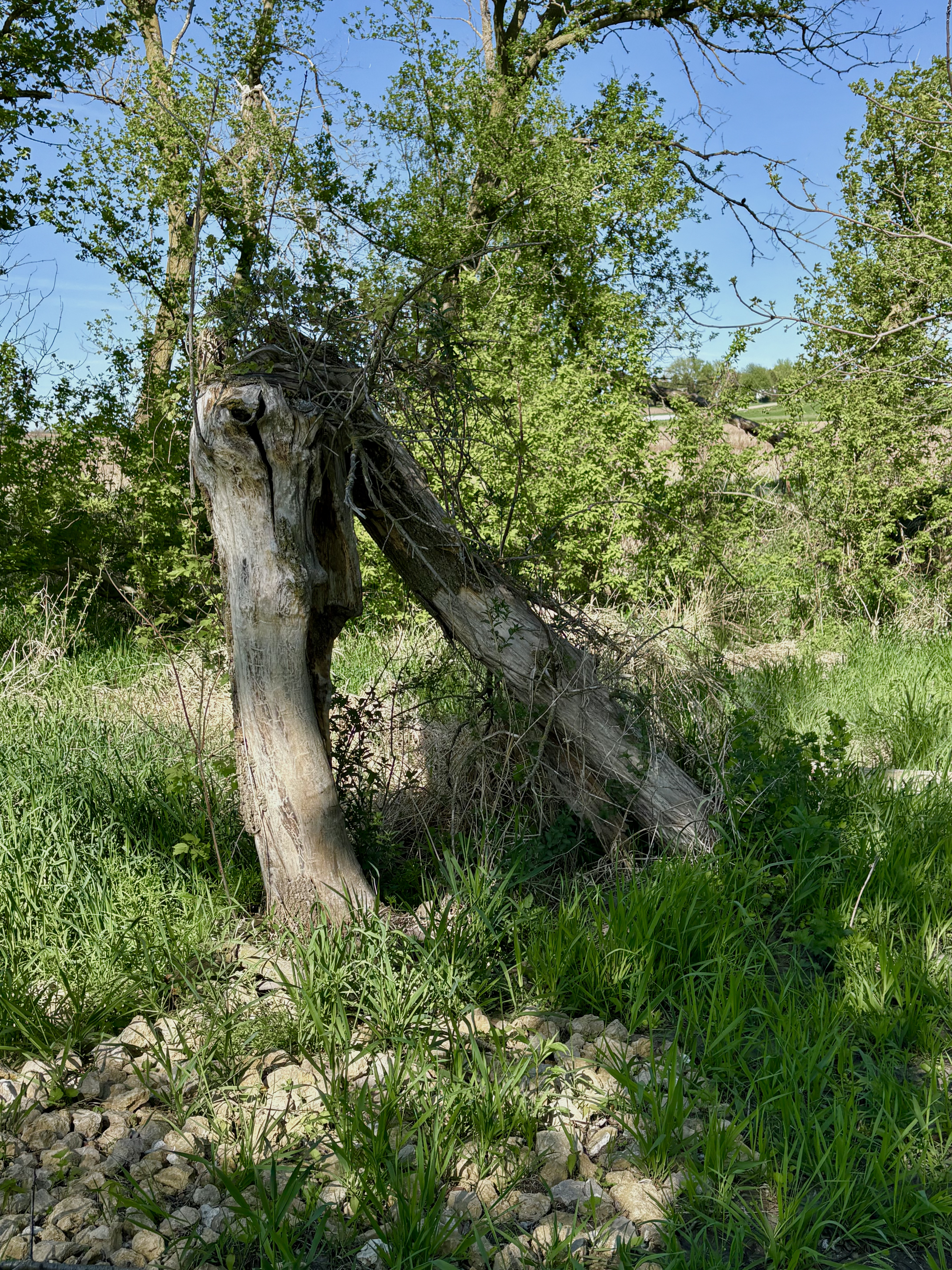 Image description