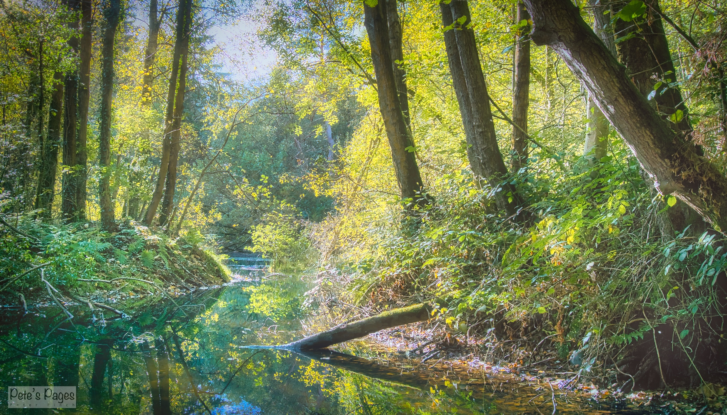 Trees, Water and Light at Englethwaite Hall