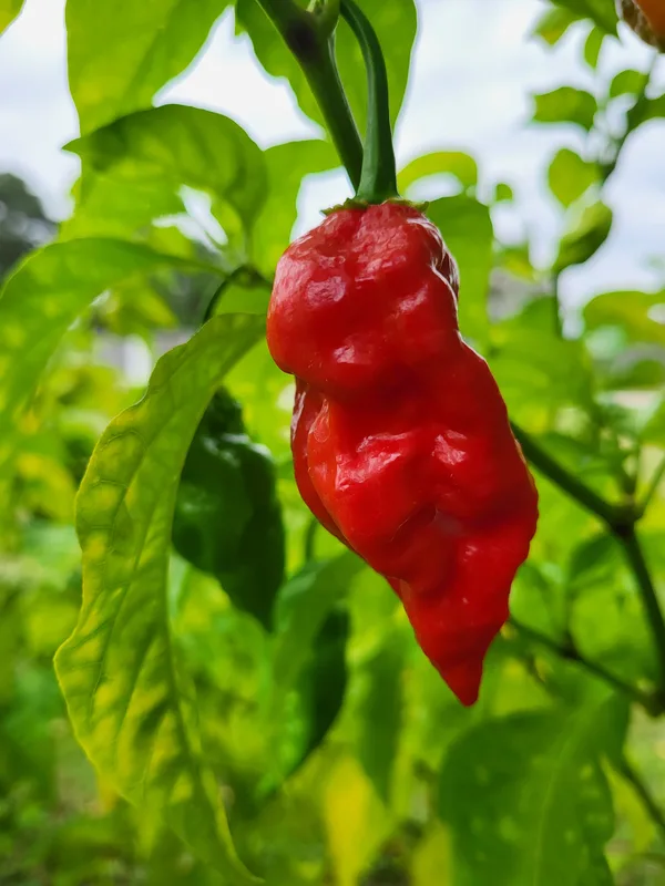 Ripe, Red Chili pepper.