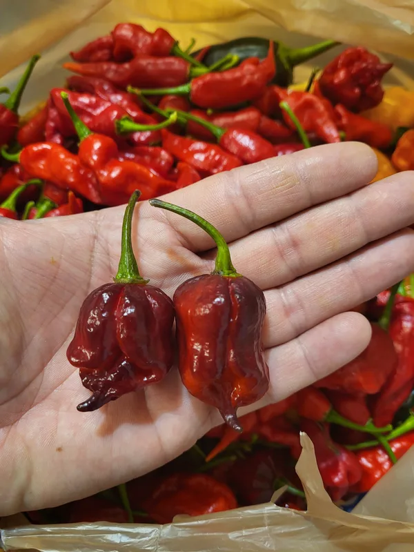 Blushing hot pepper