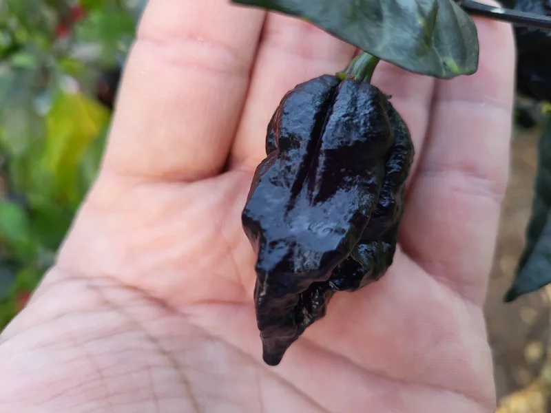 Purple super hot pepper.