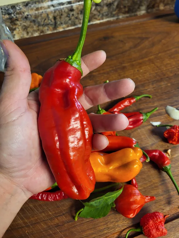 Giant, sweet pepper
