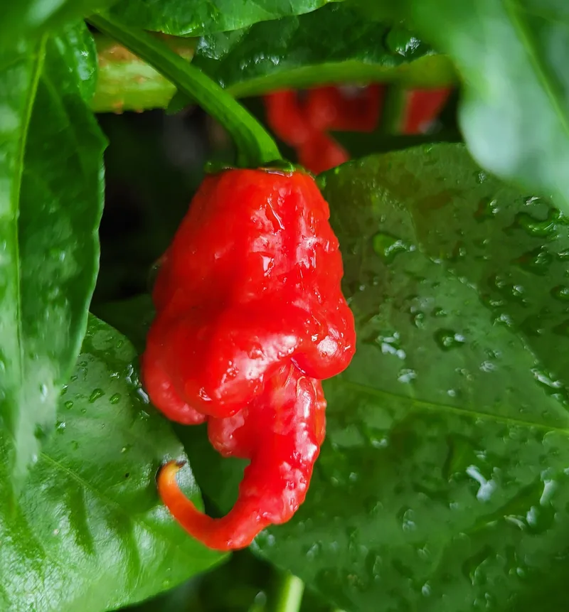 Ripe, Super hot chili pepper.