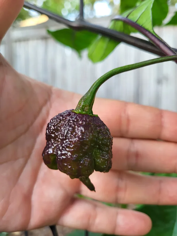 Chocolate reaper pepper.