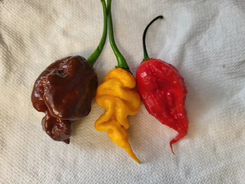 Super hot pepper trio.