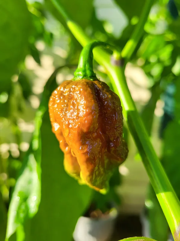 Golden primotalli pepper.
