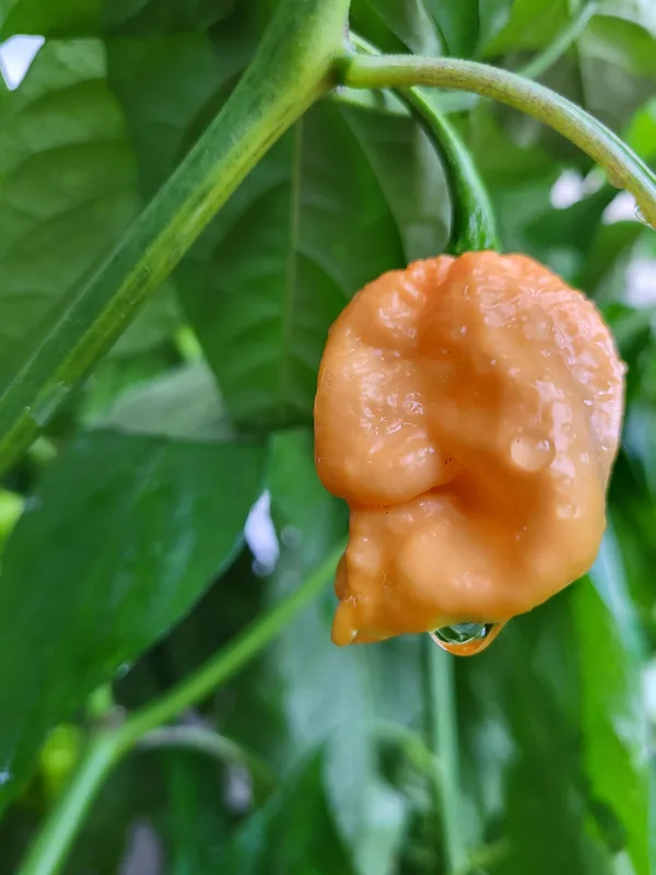 Peach ghost pepper.
